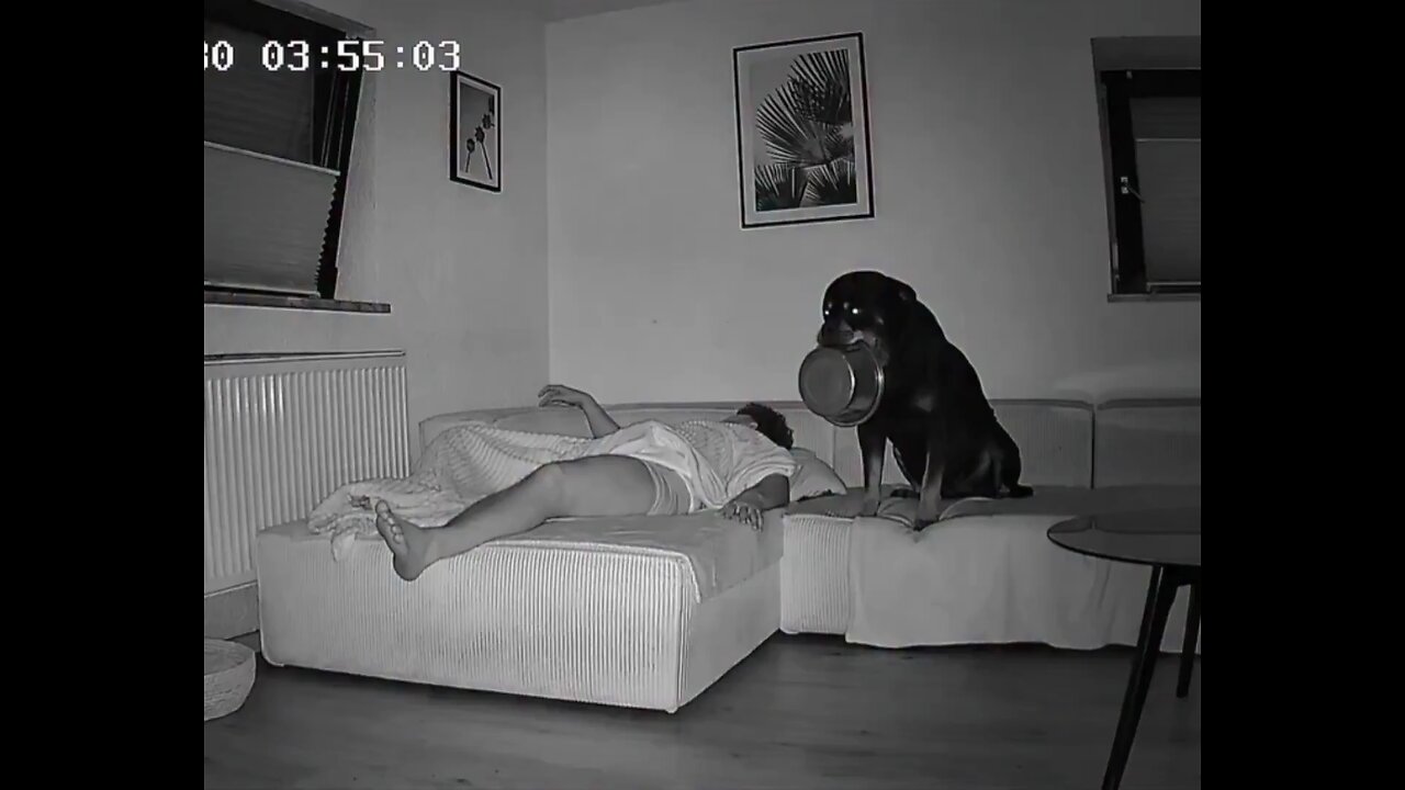 when you forgot to feed your dog