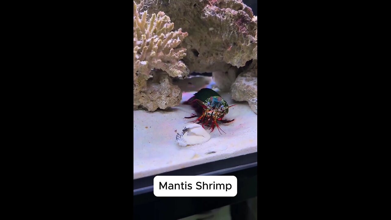 #mantis 🦐 shrimp #