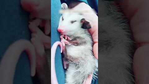 The baby possum fell into the pool and the girl saved him