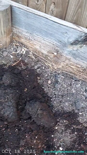 Treated Wood Vs. Untreated