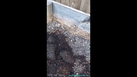 Treated Wood Vs. Untreated