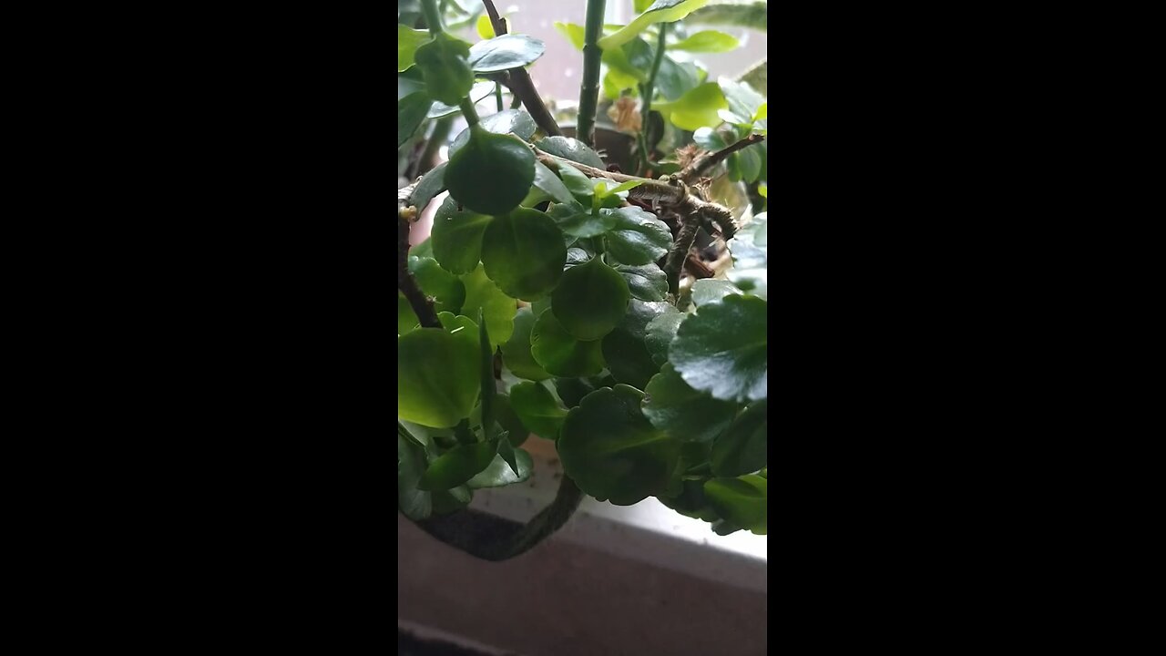 My plants in the window of my kitchen looks awesome