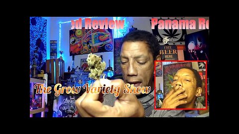 Panama Red strain Review (The Grow Variety Show ep.308)