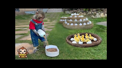 The process of monkey YiYi taking care of eggs hatching into ducklings