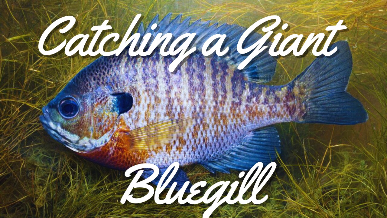 Catching a Giant Blue Gill