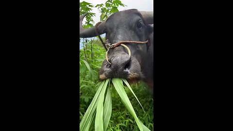 Try Not To Laugh Challenge 😂 Funniest Memes & Fails Compilation 2025 