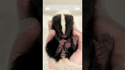 The woman found an unusual animal on the garden and raised it