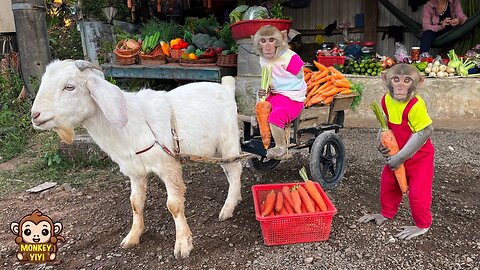 YiYi and YinYin takes goat to harvest carrots to sell to buy delicious food for grandpa