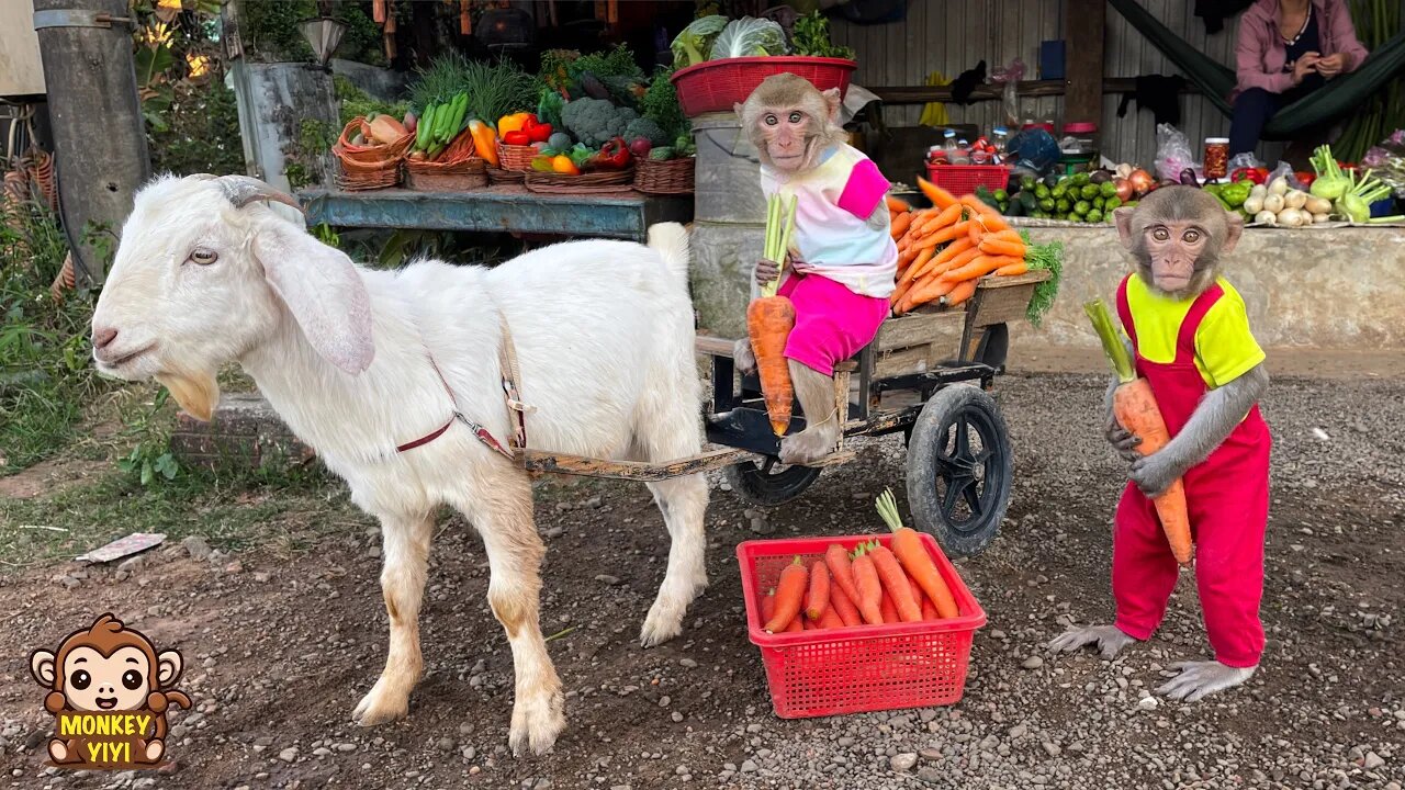 YiYi and YinYin takes goat to harvest carrots to sell to buy delicious food for grandpa