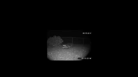 Crocodile Caught on Camera! Rare and Shocking Footage!