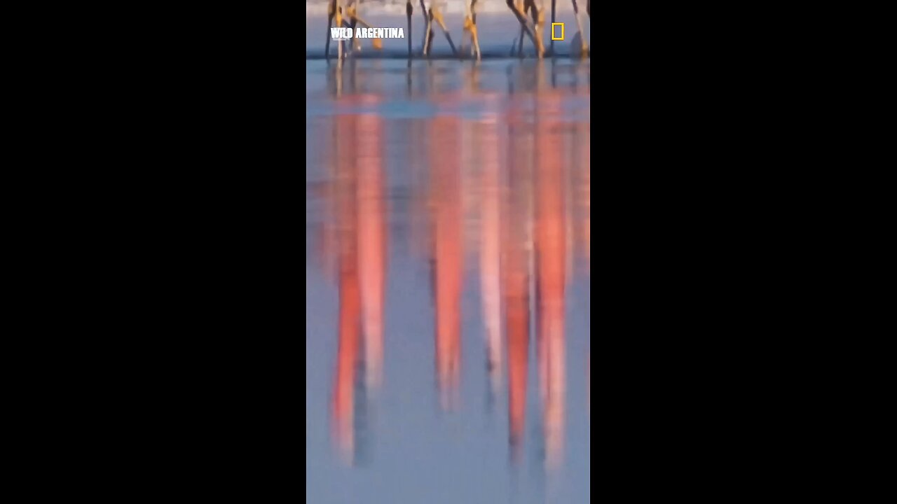 Wildlife