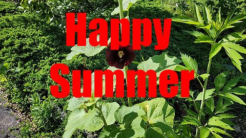 Summer Solstice Garden Update