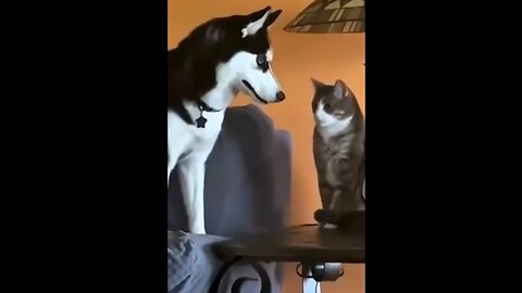 Leave The Cat Alone!