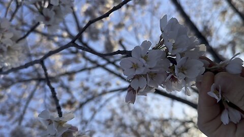 Spring season
