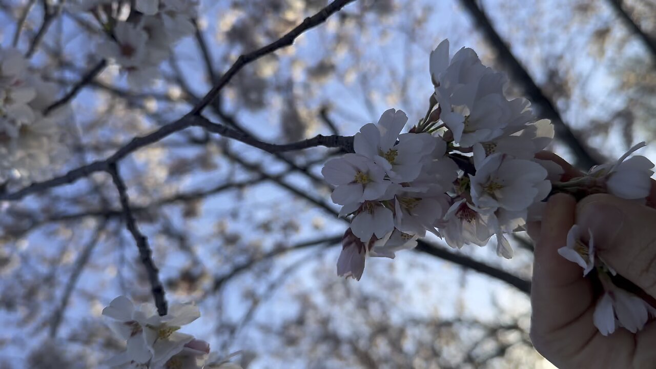 Spring season