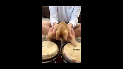 fun video for cats