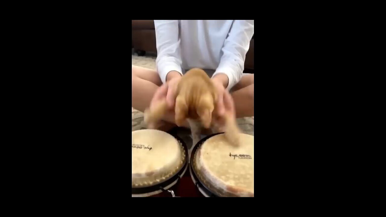 fun video for cats