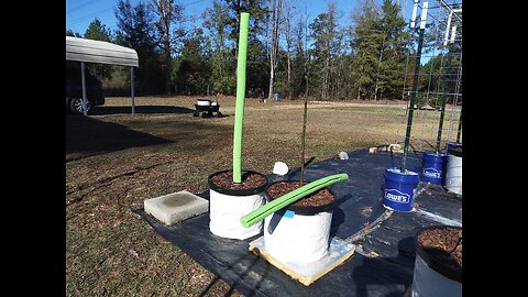 Winterizing small fig trees 11/27/25