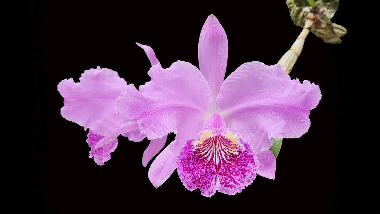 2025 April St. Augustine Orchid Society's Virtual Show Table