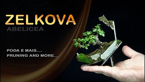 Zelkova Abeliciea - Poda e mais...: Bonsai SP