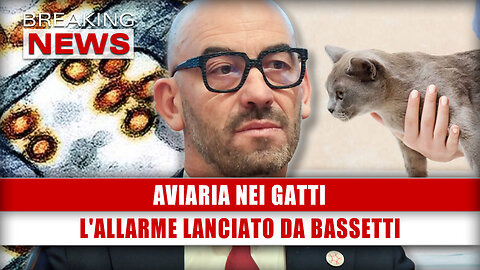 Aviaria Nei Gatti: L'Allarme Lanciato Da Bassetti!