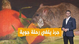 شبكات | جرذ ضخم يلغي رحلة جوية ويثير هلع الركاب