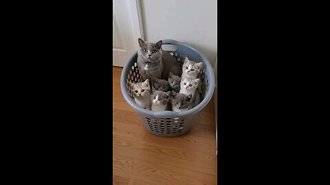 Mom and her little copy-paste 🐈😺🐈