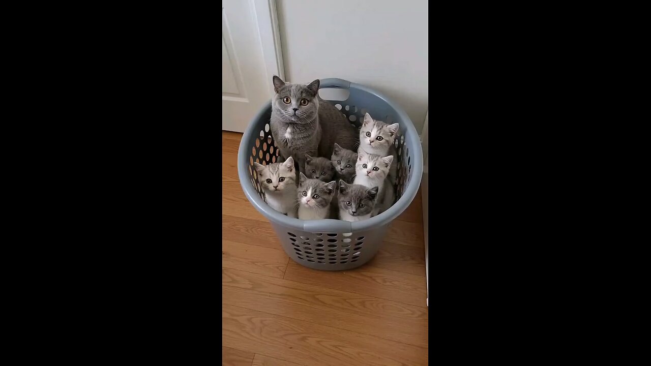 Mom and her little copy-paste 🐈😺🐈