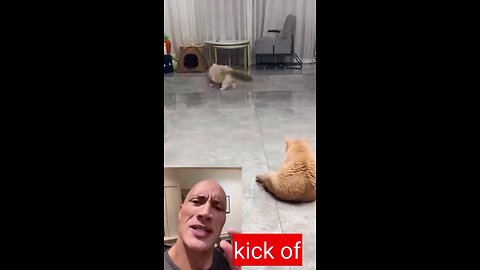 cat playing table tennis...wwe player the rock reacts to seeing it