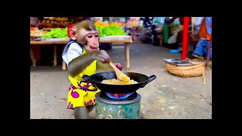 Best Funny Monkey Moments, Cute Animal Shorts
