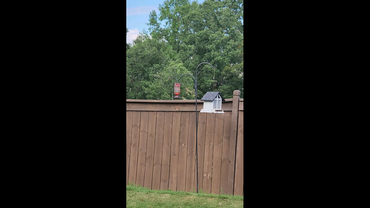 Hummingbirds Finally