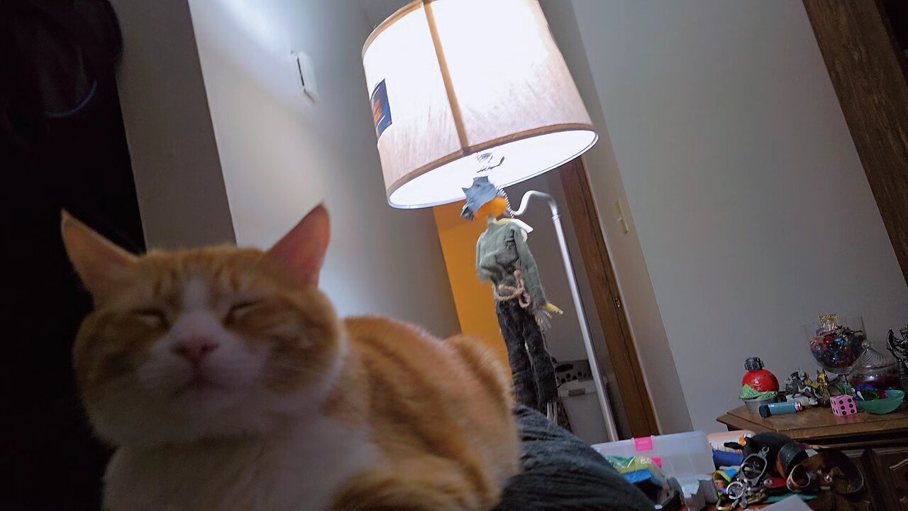 Sir Pineapple being "Orange" for 56 seconds straight! 🧡🐱🧡