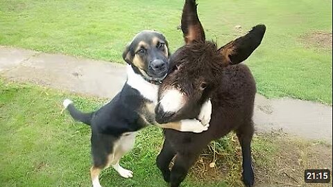 Comedian Animals Never Fail To Make Us Laugh 😂 SUPER Funny ANIMALS Video 2025