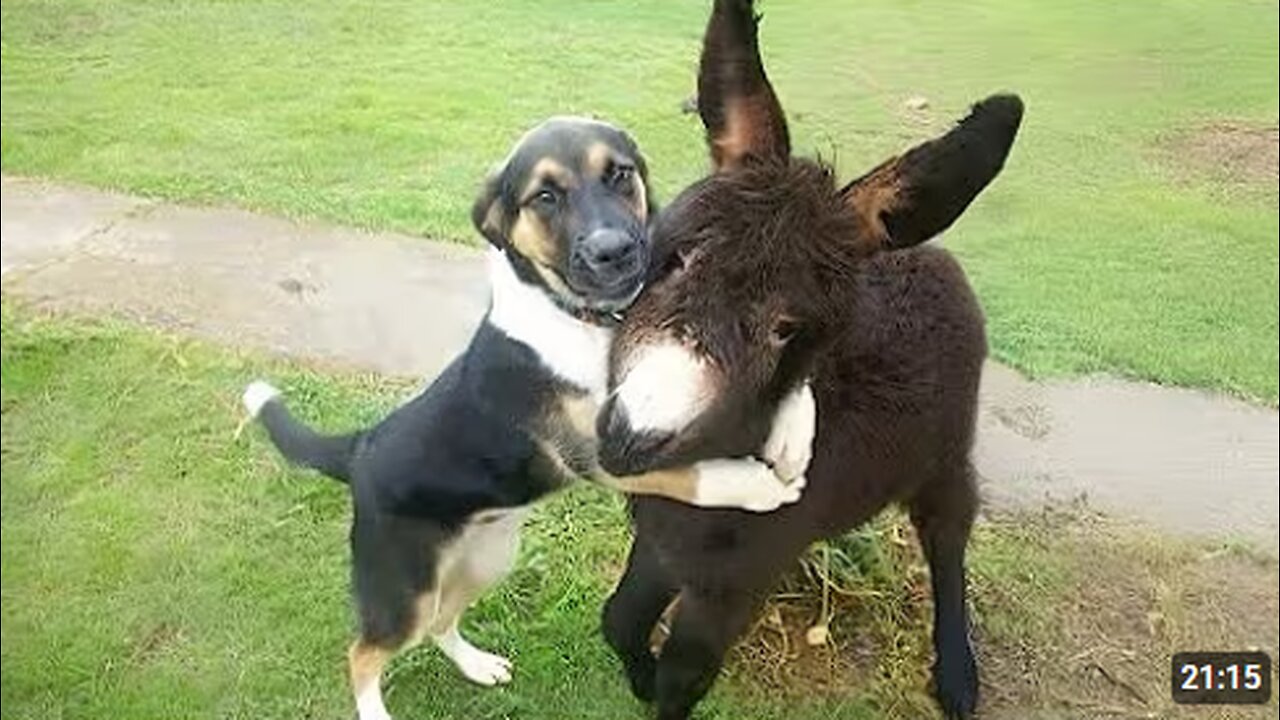 Comedian Animals Never Fail To Make Us Laugh 😂 SUPER Funny ANIMALS Video 2025