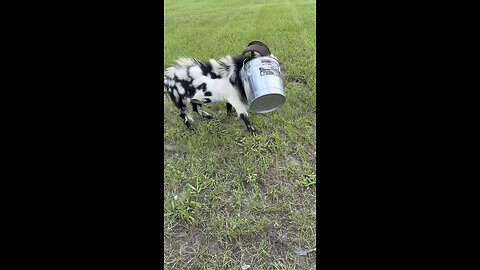Peter Goat gets stuck…again.