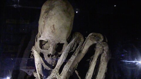 Complete Elongated Skull Skeleton In An Obscure Small Museum Near Lake Titicaca In Bolivia