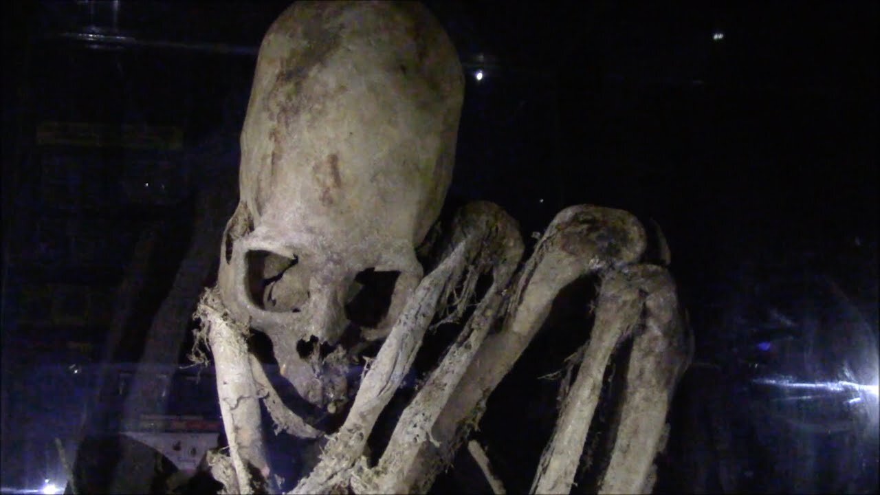 Complete Elongated Skull Skeleton In An Obscure Small Museum Near Lake Titicaca In Bolivia