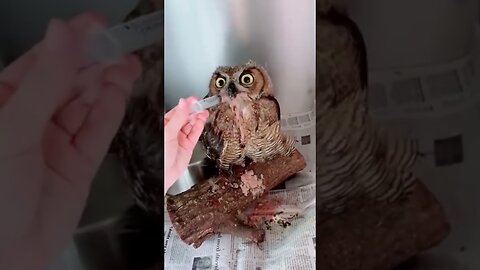 The souvenir was thrown out of the nest and the man saved him