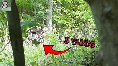 Gobbler ROOSTED At 30 Yards, Comes In Strutting At 5 YARDS (Virginia Turkey Hunting)