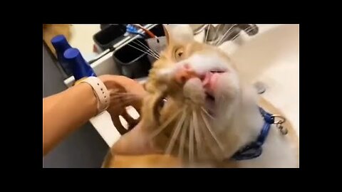 Funny Dogs And Cats Videos 2024 😅- Best Funnies Animal Video Part40