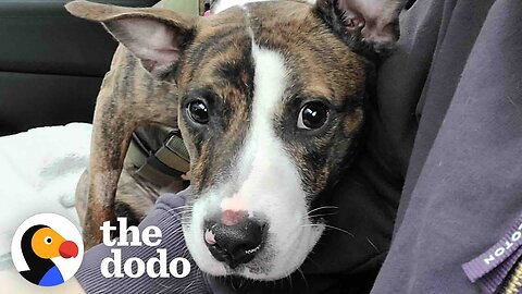 Foster Dog Who Couldn’t Walk Decides To Run Up To Her Adopter | The Dodo