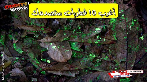أغرب 10 فطريات ستصدمك!