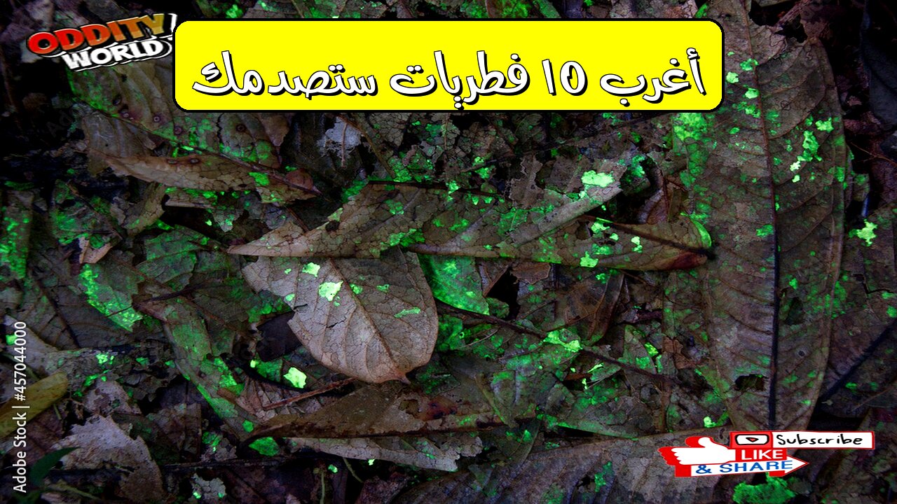 أغرب 10 فطريات ستصدمك!
