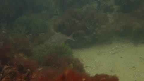 fishy close up 15 ns