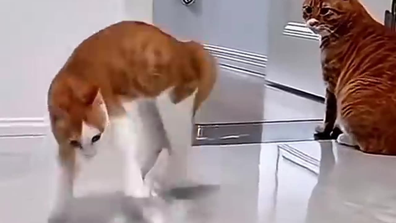 hilarious animal videos