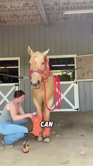 Why you never stand behind a horse