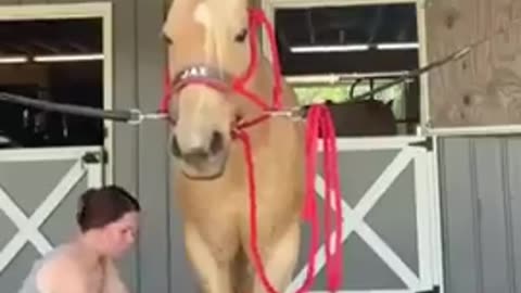 Why you never stand behind a horse