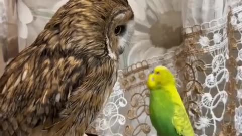 Parrot, son of the jungle.