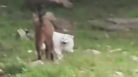 Try not to laugh 😂😂😂 #funny #animals