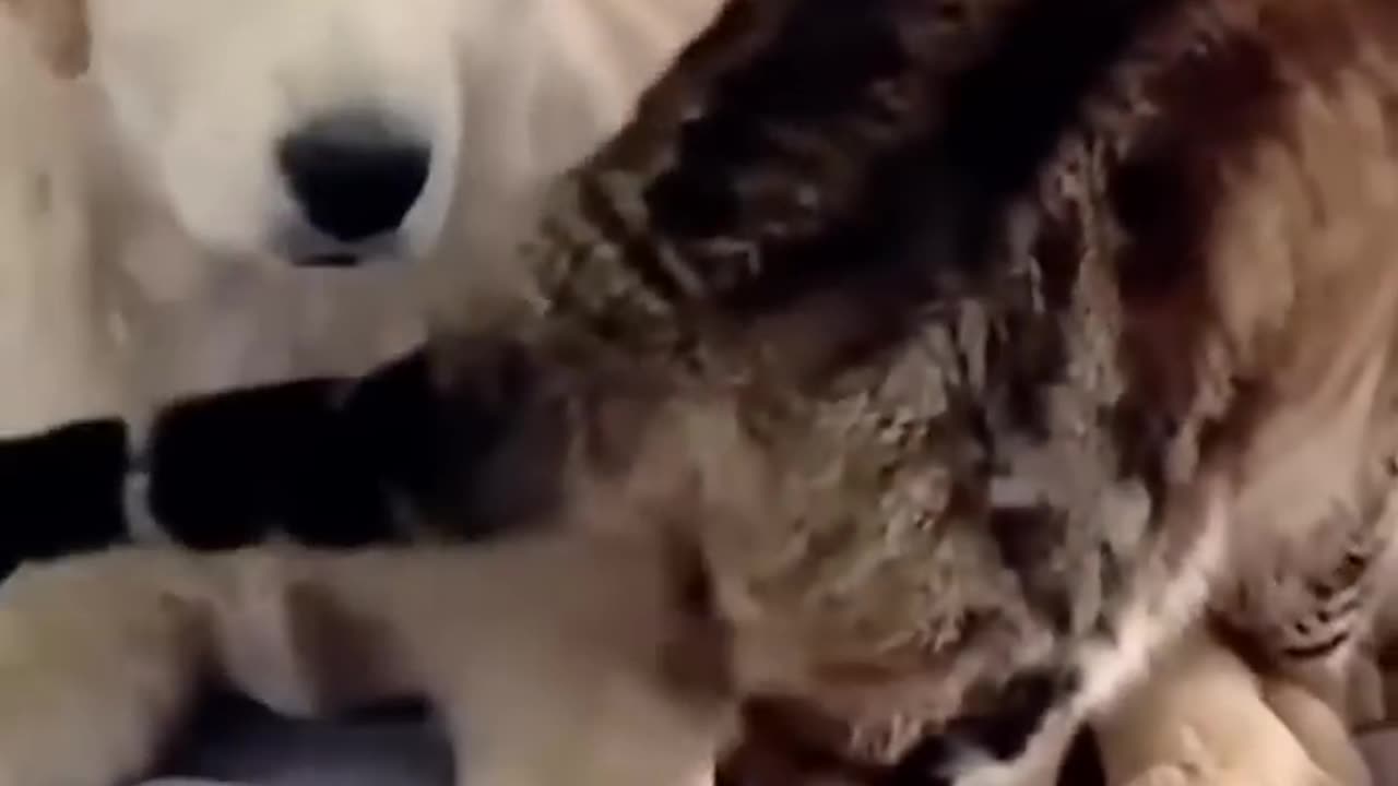 Hello Buddy 1